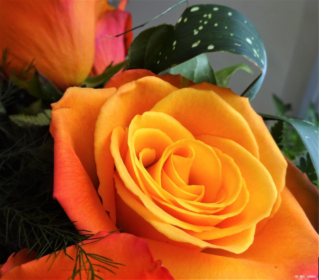 橙玫瑰的花语是什么意思