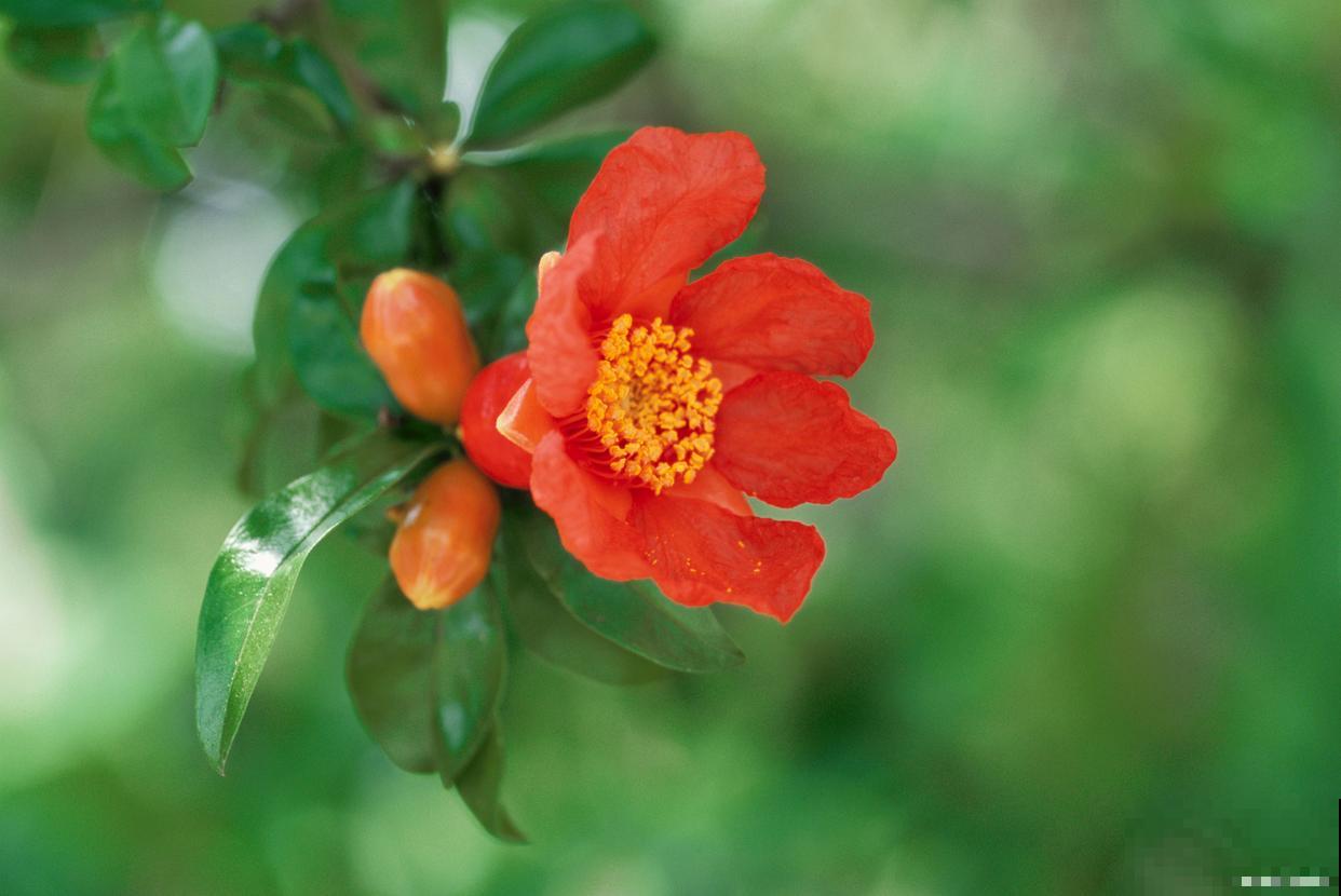 石榴花如何扦插？