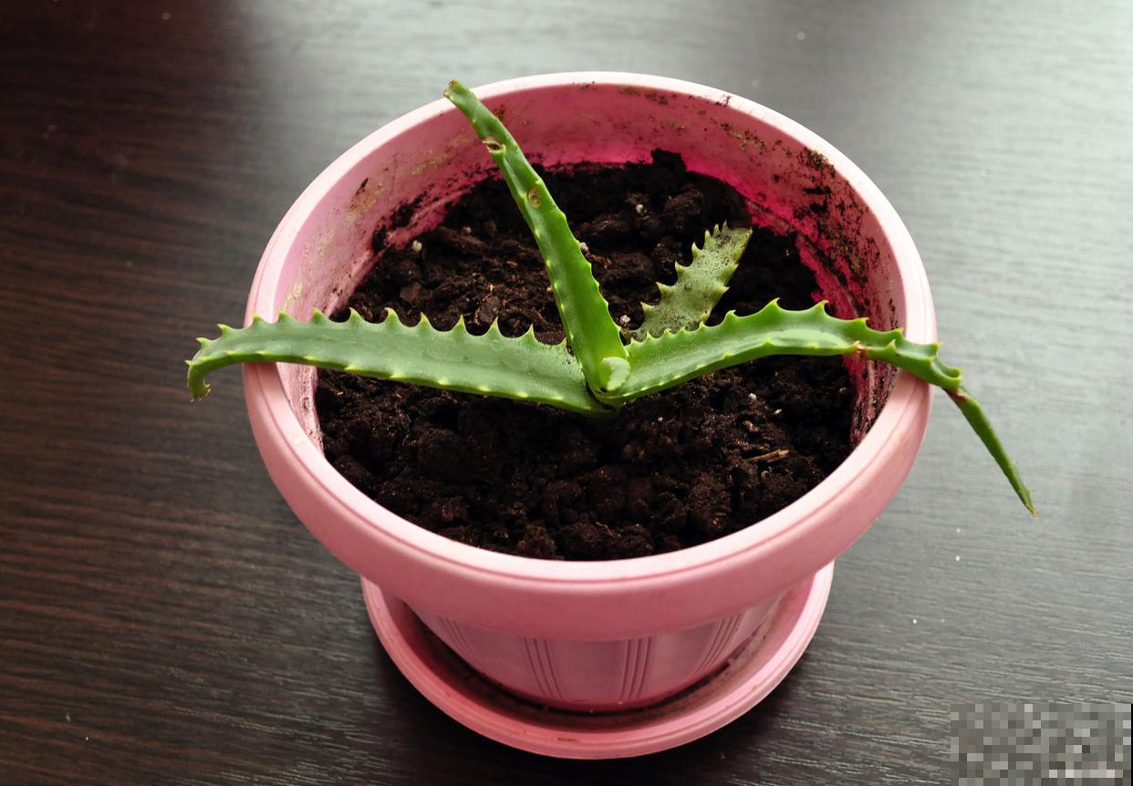 火龙果盆栽怎么不结果