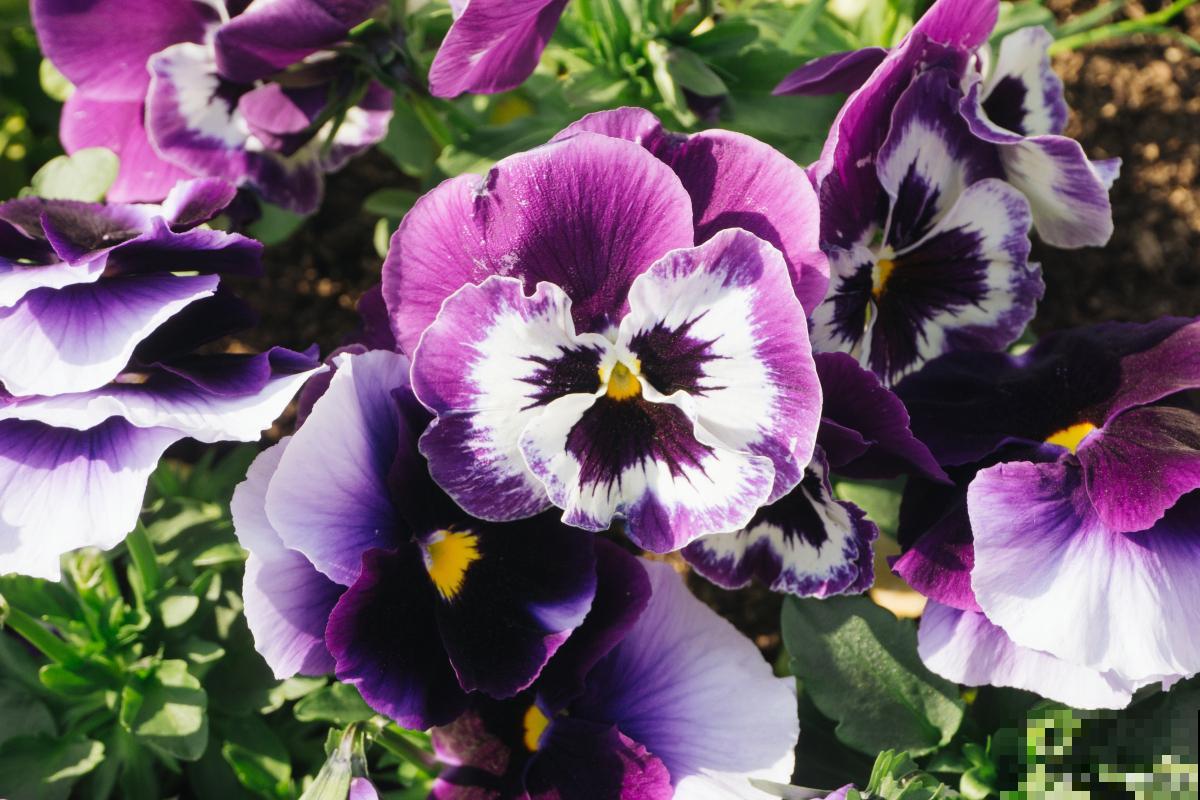 三色堇种子多久发芽 三色堇种子多久发芽