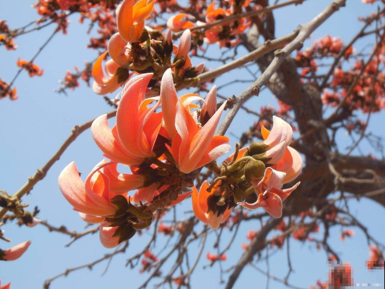 为什么木棉花叫英雄花