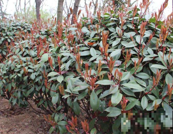 养殖红叶石楠，要想进行修剪，要在这3个时期进行