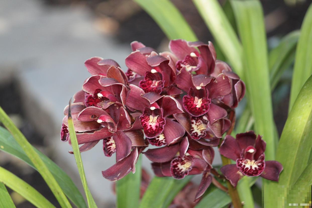 大花蕙兰多久浇一次水