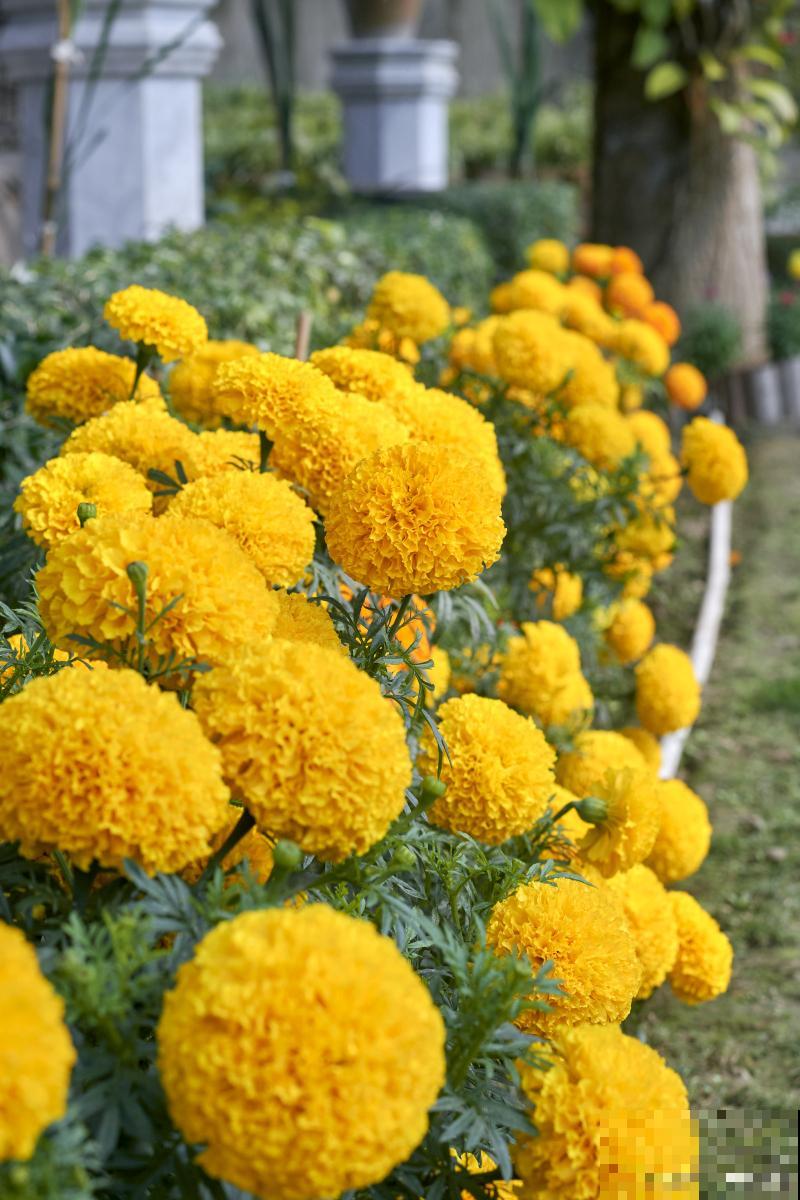 长寿菊花怎么养? 长寿菊花怎么养?