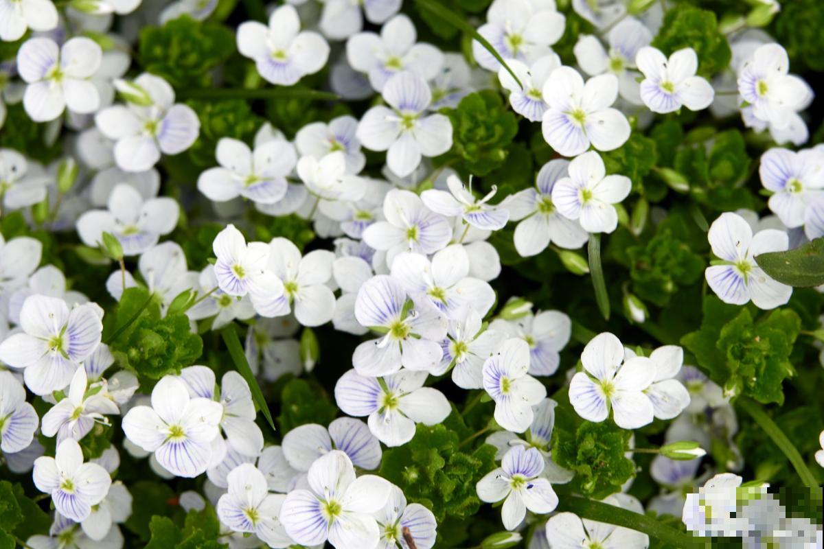 二月兰是什么颜色的花 二月兰是什么颜色的花