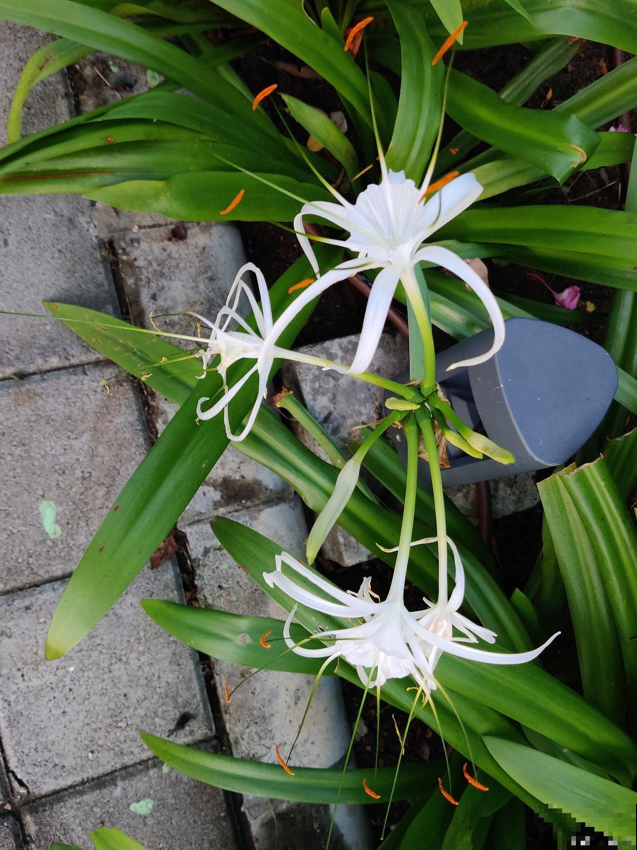 文殊兰根部的芽子怎么处理 文殊兰根部的芽子怎么处理