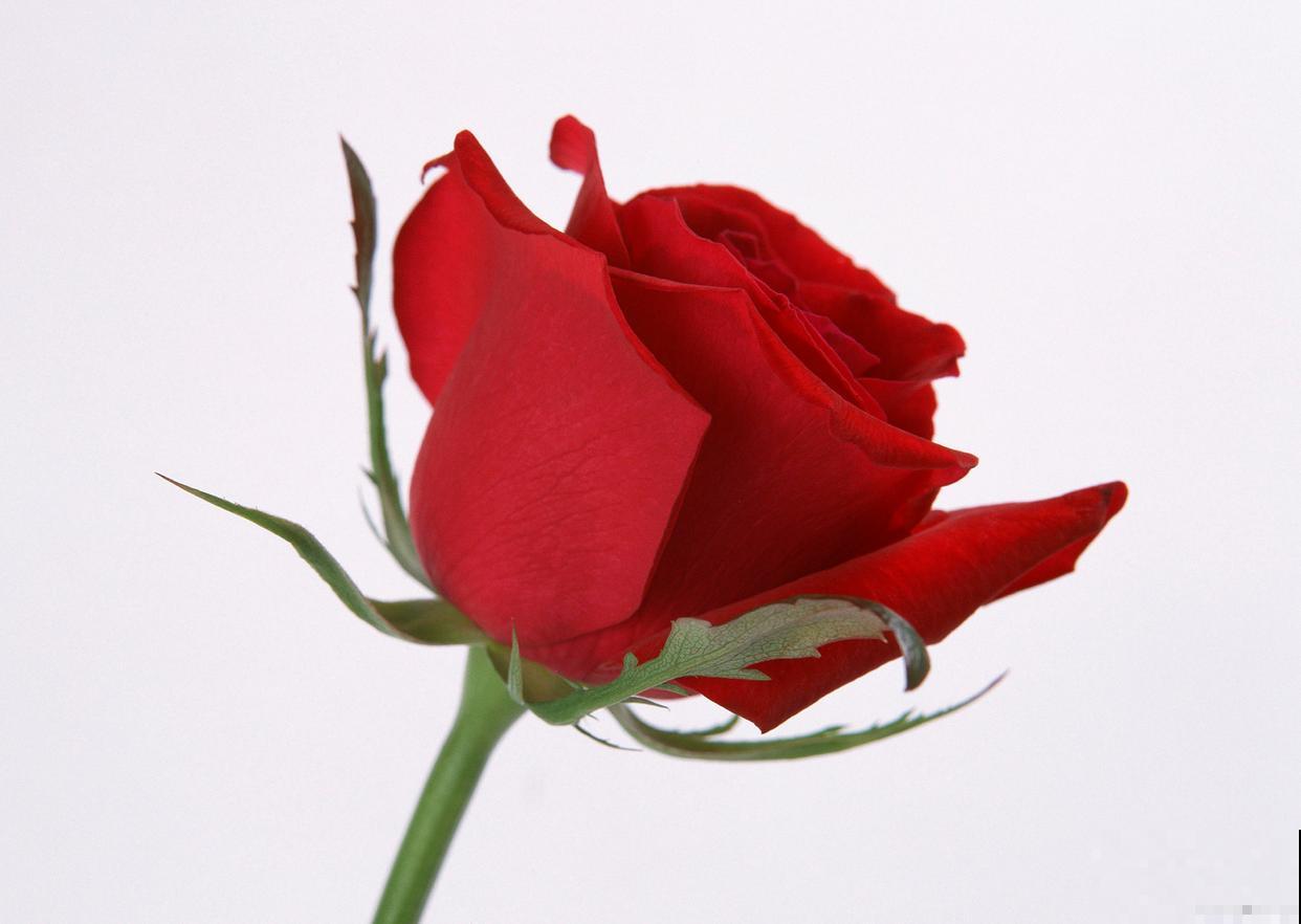 玫瑰花怎么移栽？