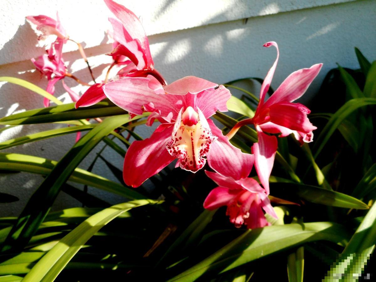 秋天开花的兰花有哪些