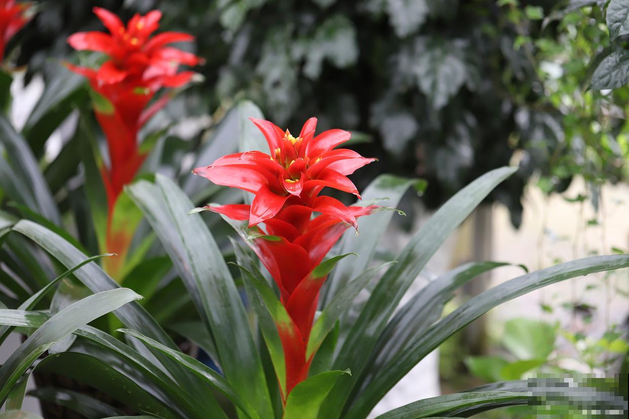 鸿运当头怎么养护