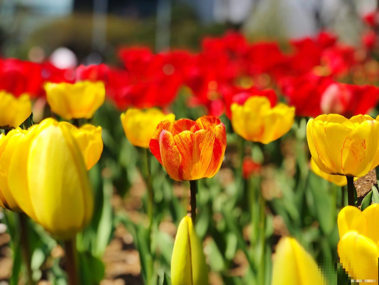 适合春天养的花？