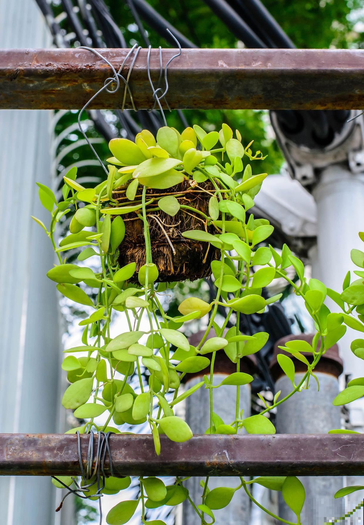 千叶吊兰干尖怎么回事