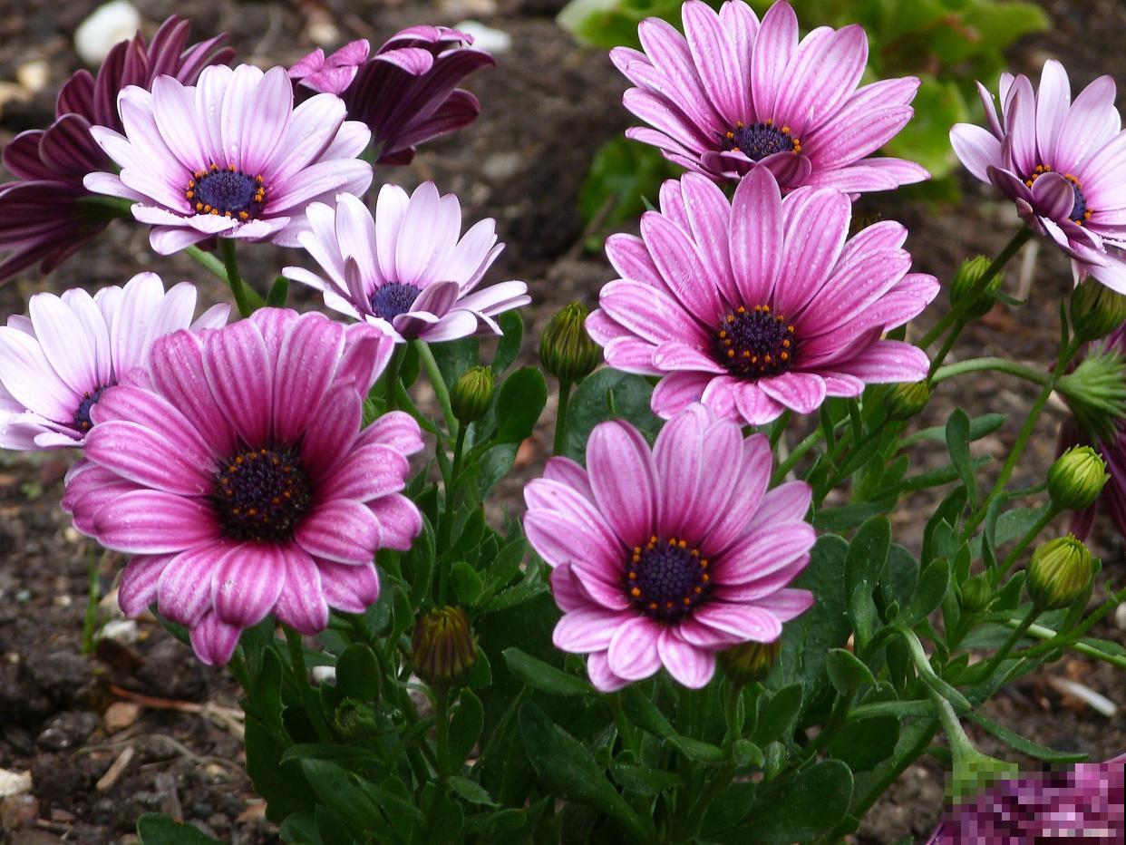 瓜叶菊怎么繁殖？