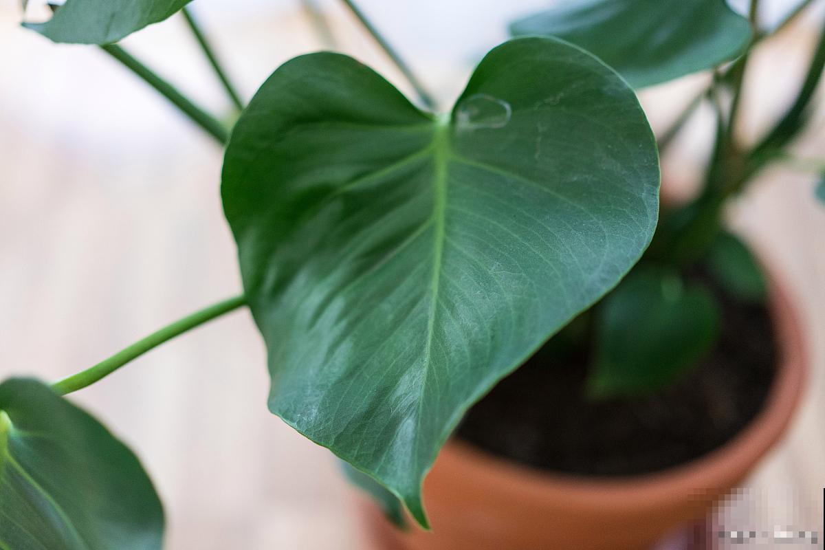 滴水观音黄叶什么原因 滴水观音黄叶什么原因