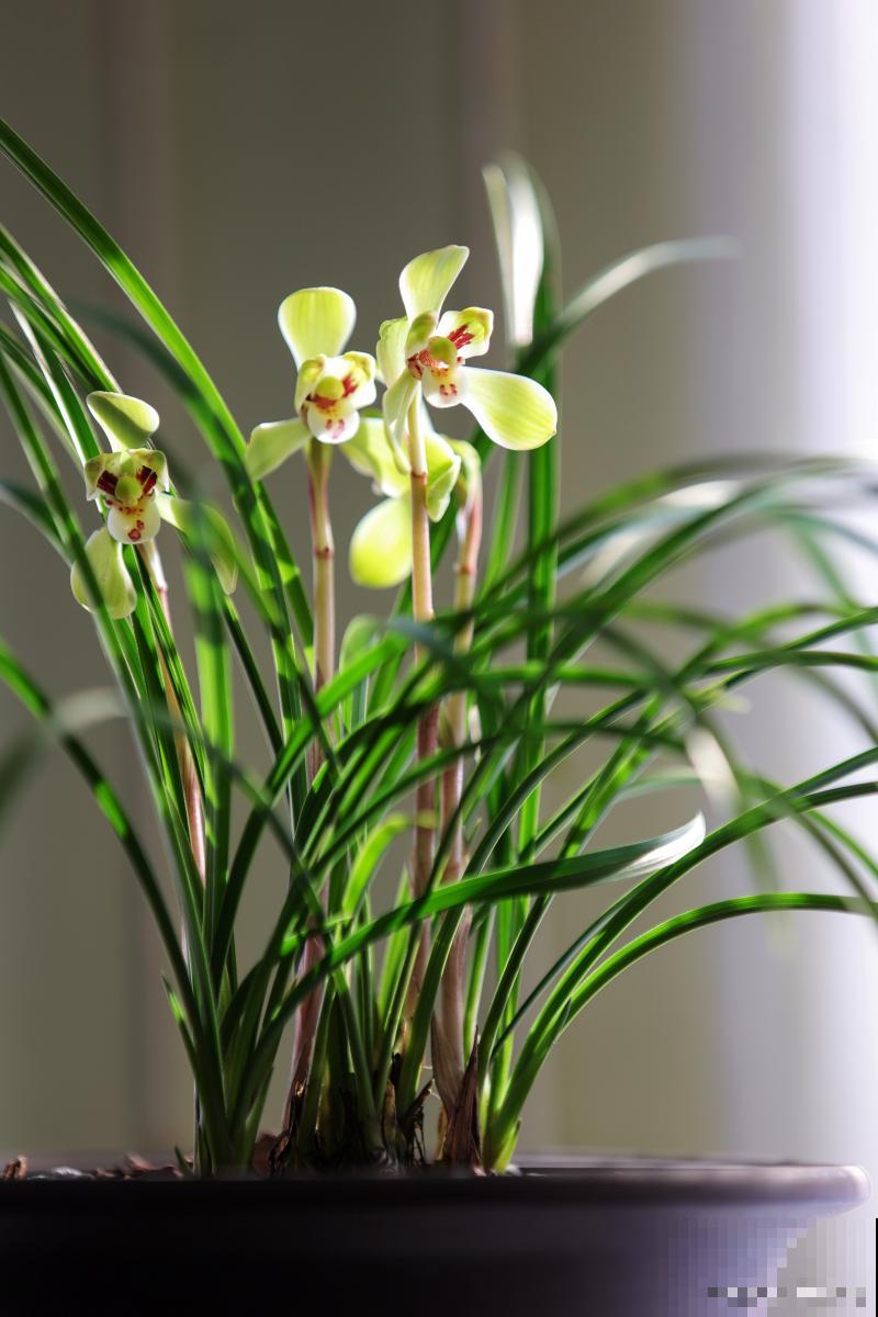 建兰夏季如何养护