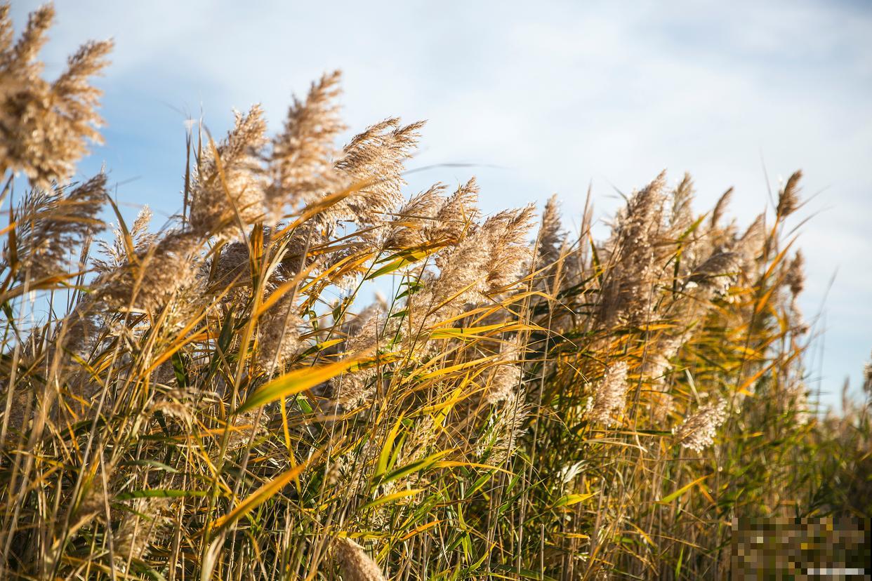 芦根是什么植物的根