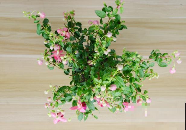 灯笼花繁殖，主要有这3种繁殖方法，快来学一学