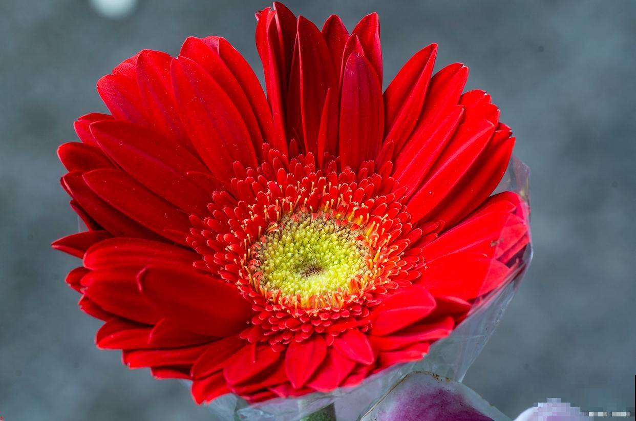 非洲菊为什么叫扶郎花 非洲菊为什么叫扶郎花