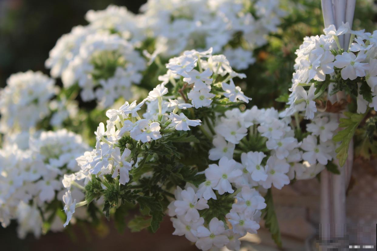 白雪花什么时候开花 白雪花什么时候开花