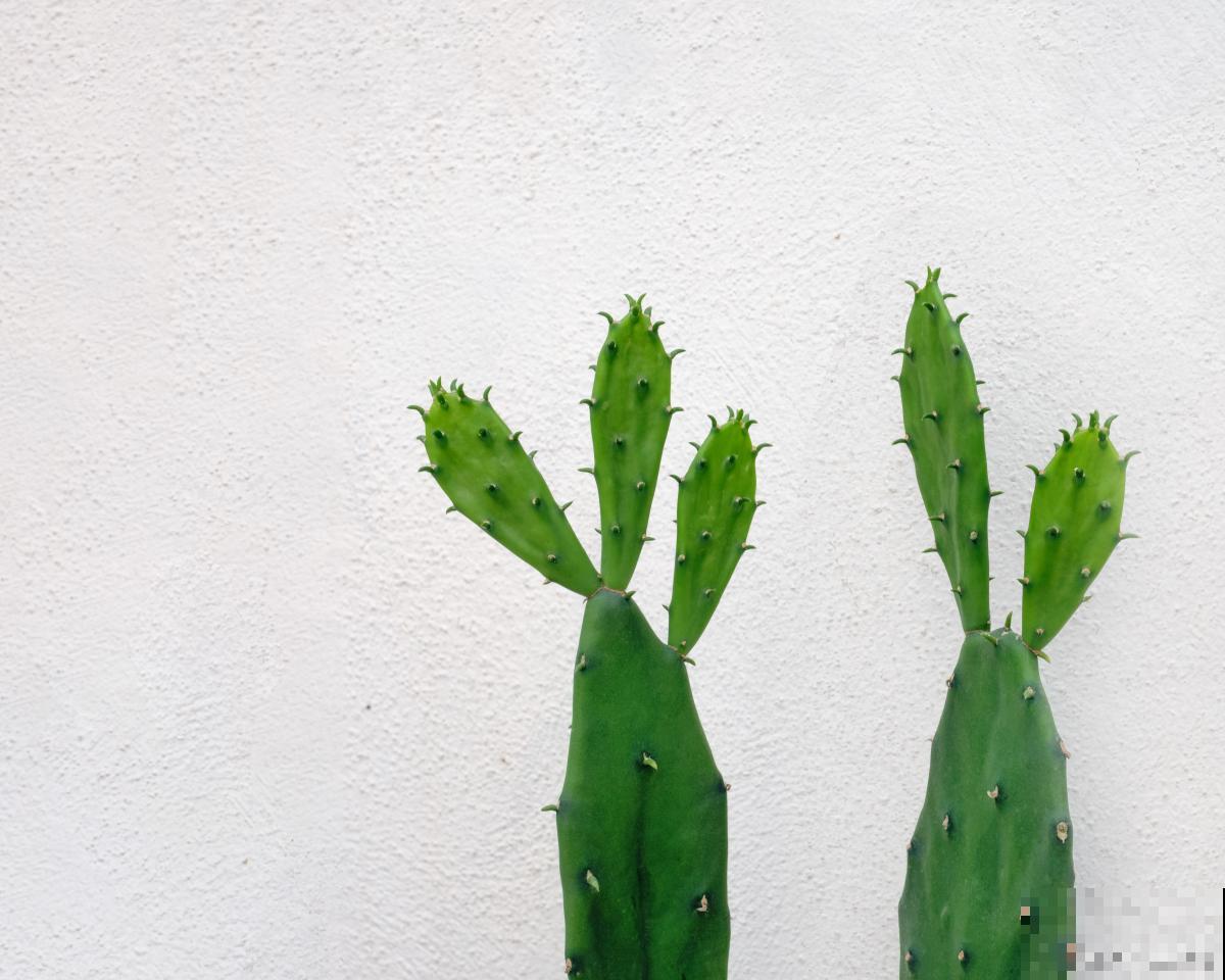 种仙人掌有什么好处