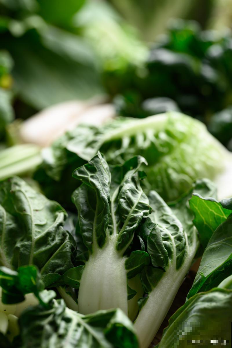 春天种植的蔬菜有哪些 春天种植的蔬菜有哪些