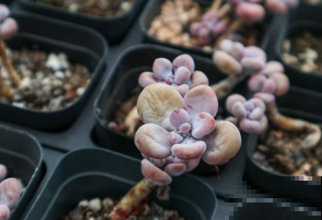 夏季养殖桃蛋总出问题，主要和这3点有关，学会了轻松度夏