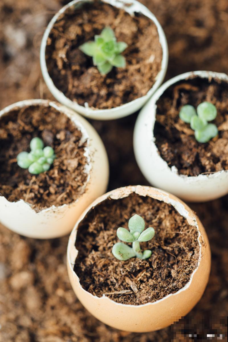 多肉幼苗怎么养? 多肉幼苗怎么养?