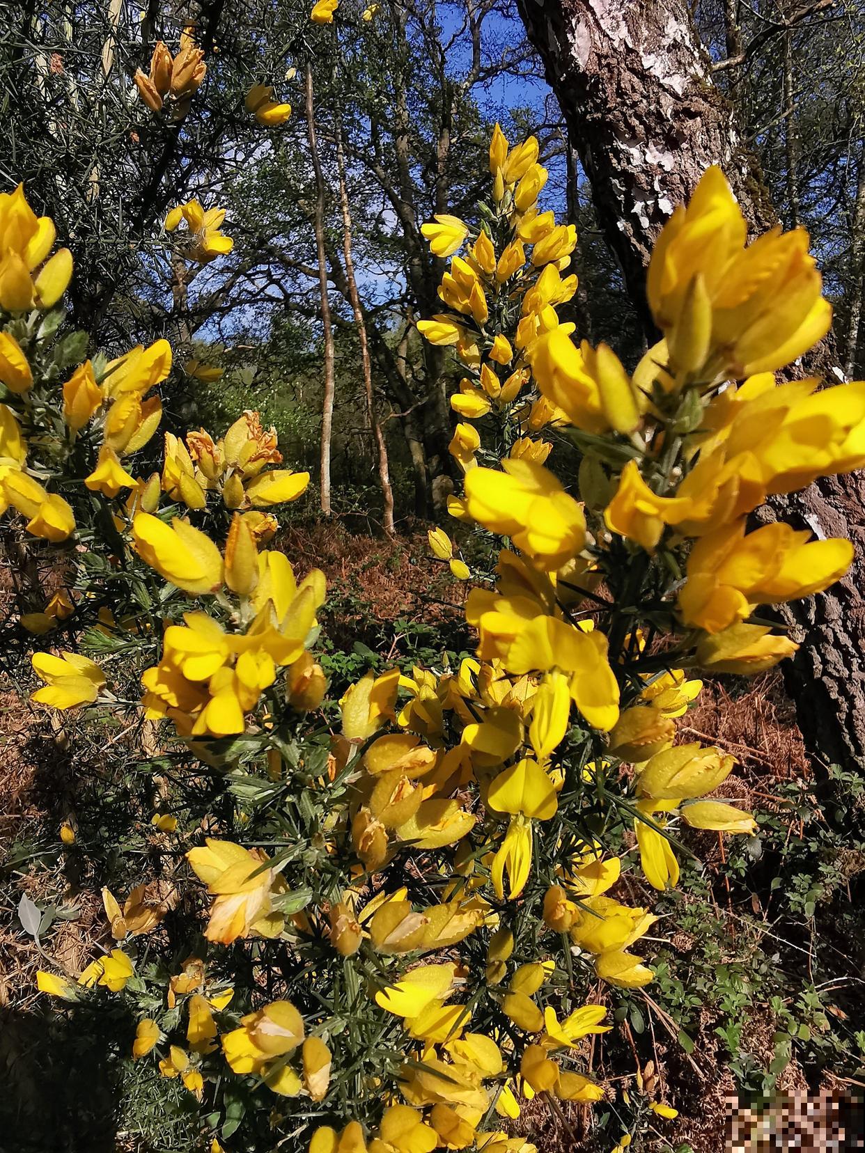 金雀怎么修剪的？