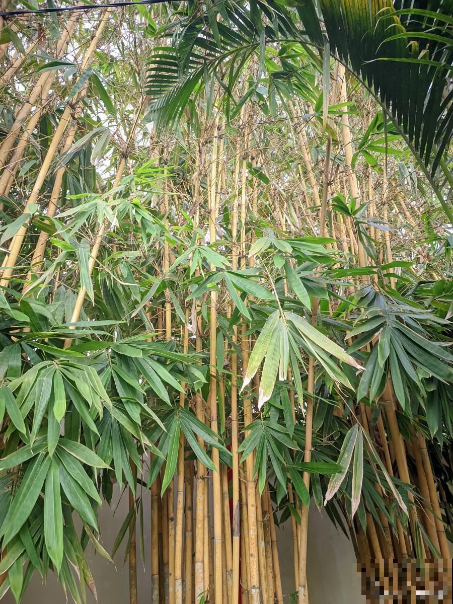 凤尾竹烂根是什么原因 凤尾竹烂根是什么原因