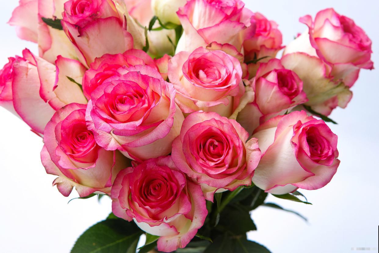 香水玫瑰的养殖方法和注意事项