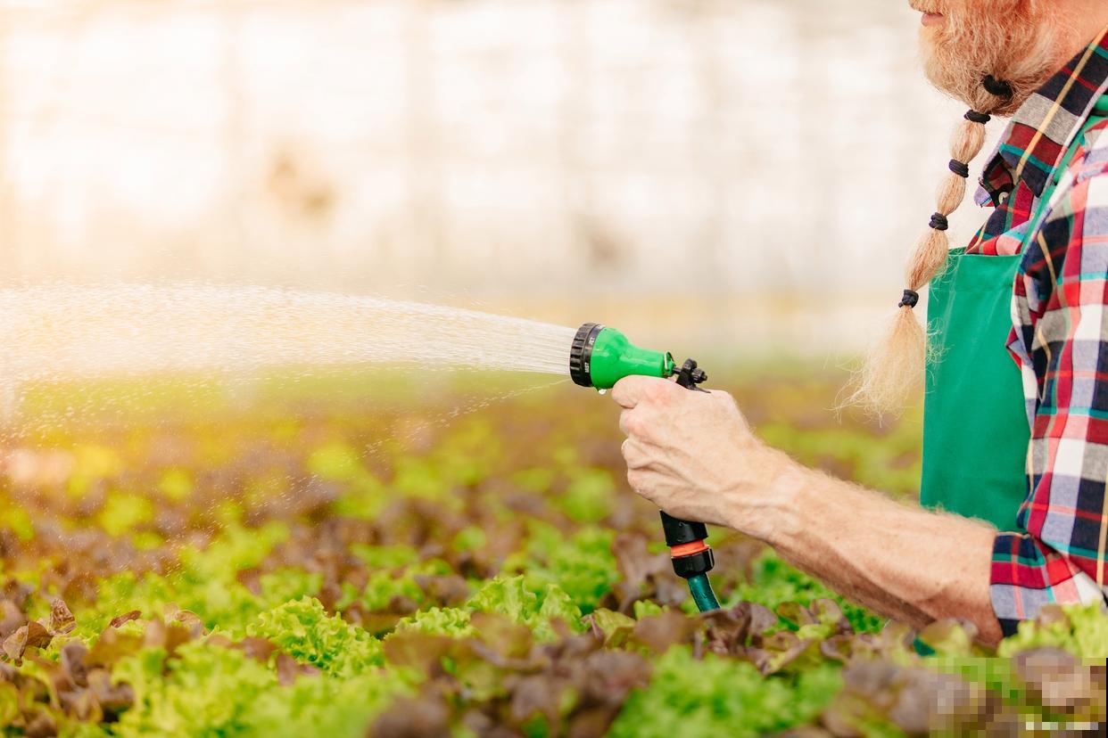 为什么不能中午浇水