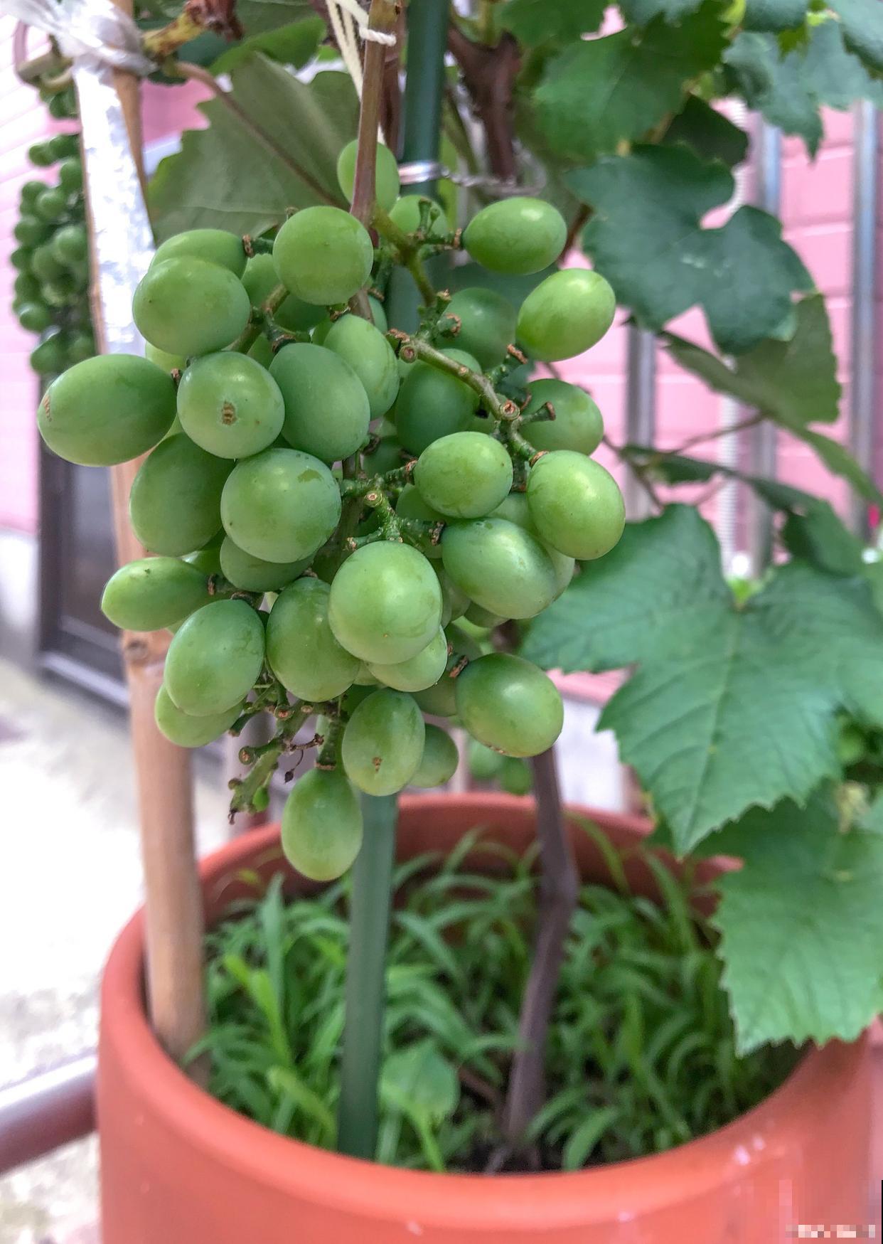 盆栽葡萄多久浇水一次