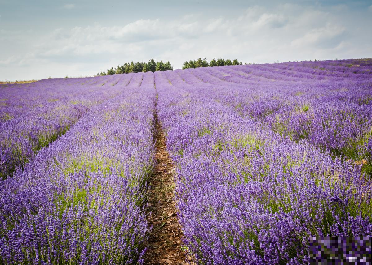 如何种植薰衣草？