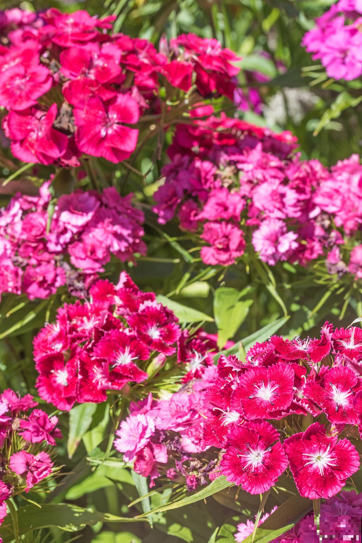 欧石竹的养殖方法 欧石竹的养殖方法