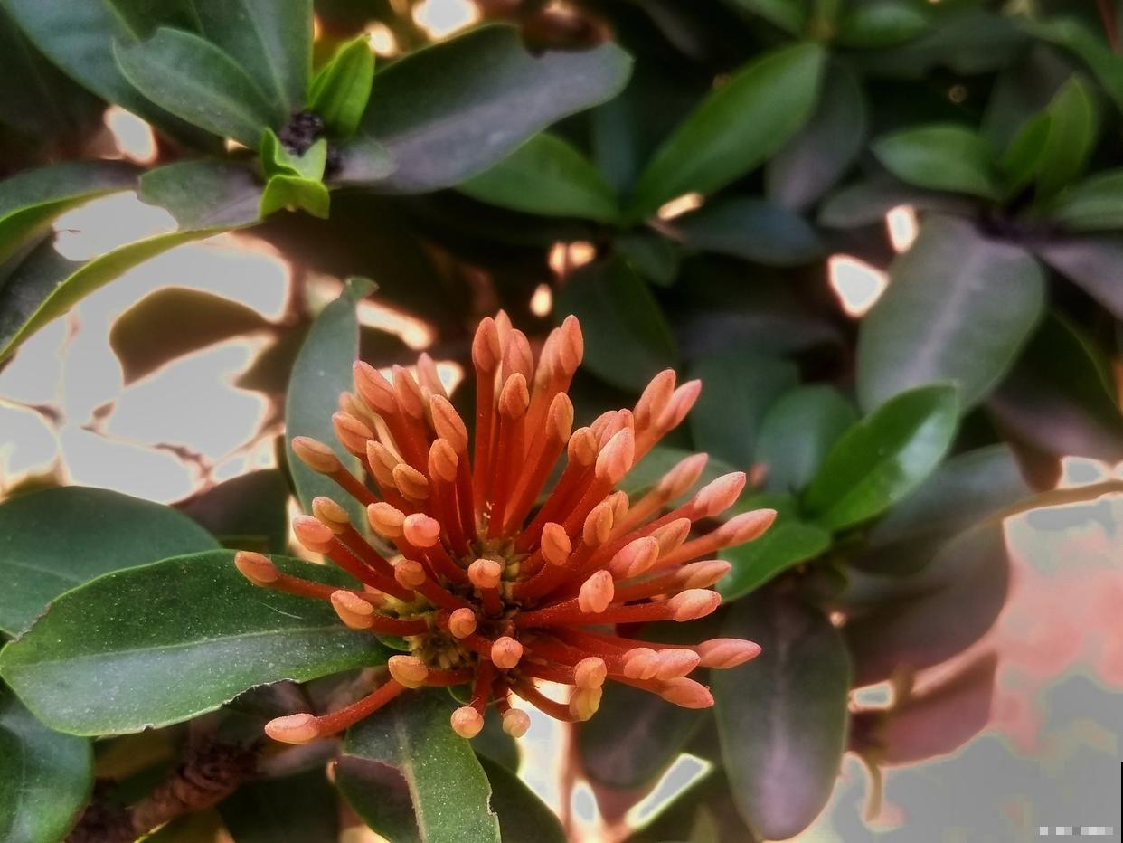 金边瑞香如何繁殖 金边瑞香如何繁殖