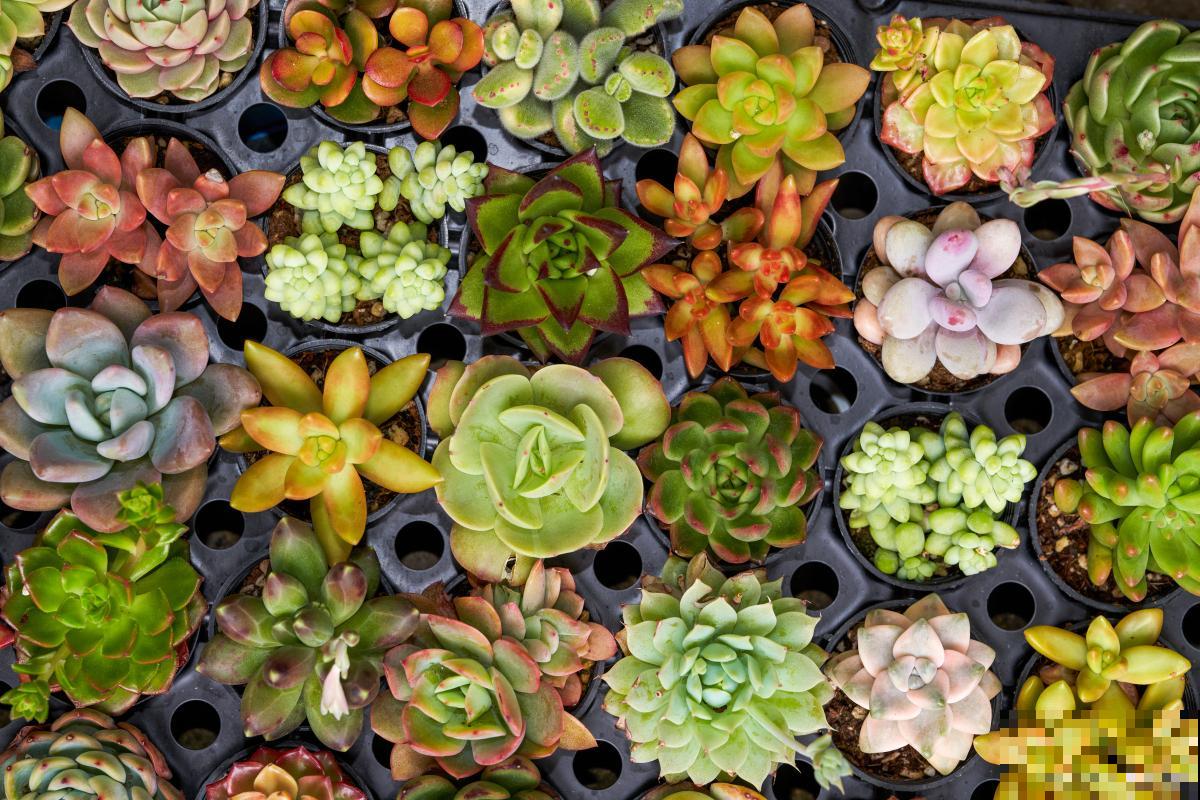 多肉为什么要晾根