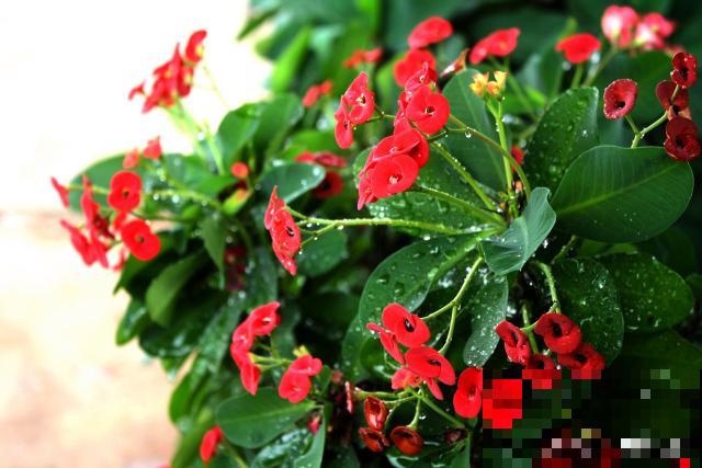 玻璃翠花怎么繁殖