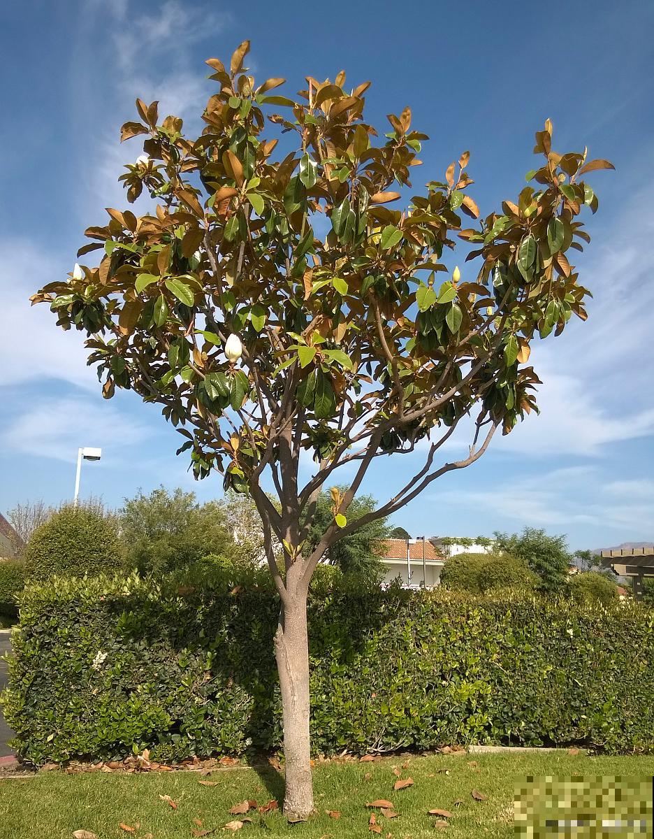 白玉兰树种植方法和注意事项