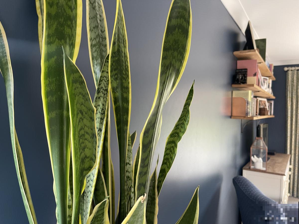 种虎皮兰用什么花盆