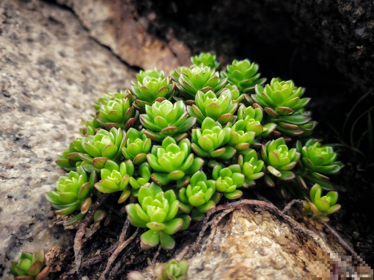 为什么要把多肉的花剪掉