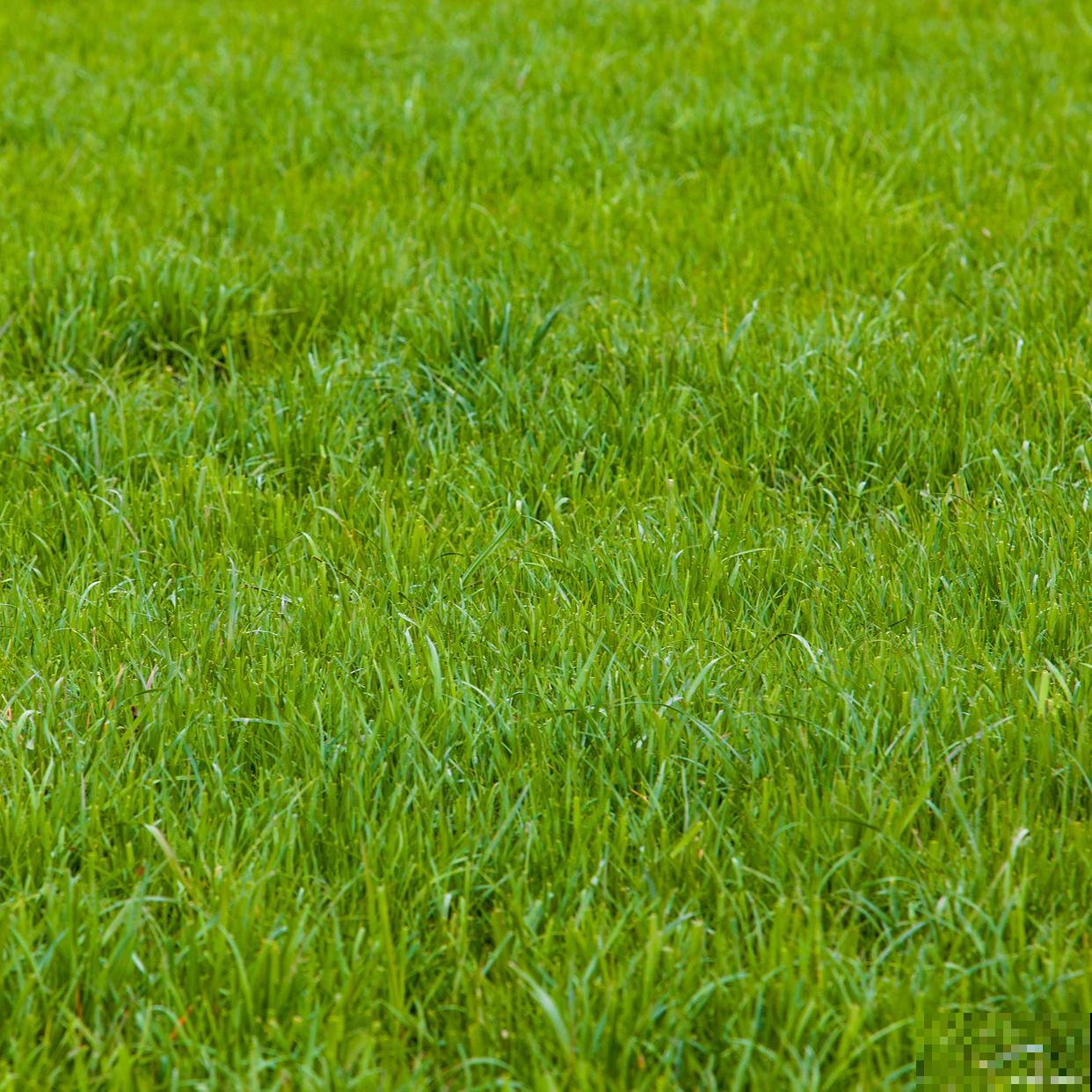 草坪种子怎么种植方法