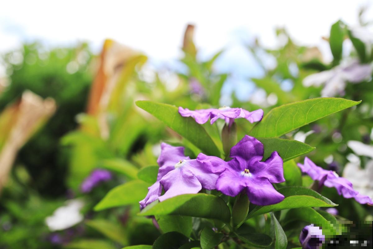 海豚花怎么修剪? 海豚花怎么修剪?