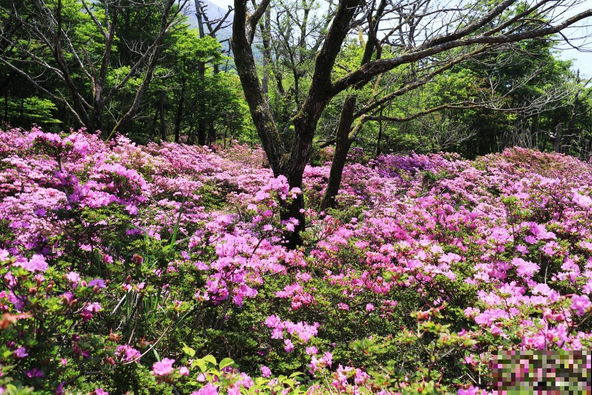 丹东杜鹃花什么时候开花 丹东杜鹃花什么时候开花