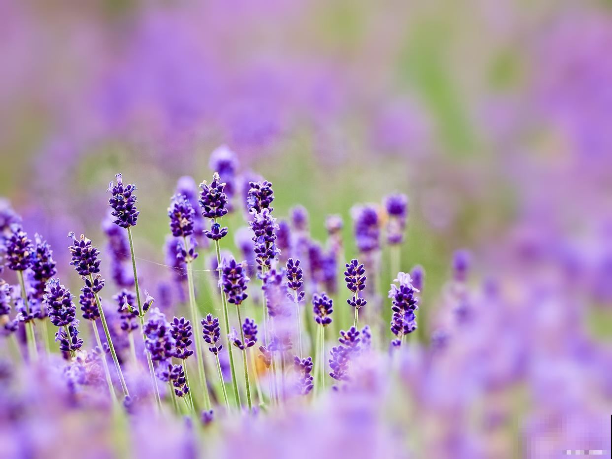 如何种植薰衣草？
