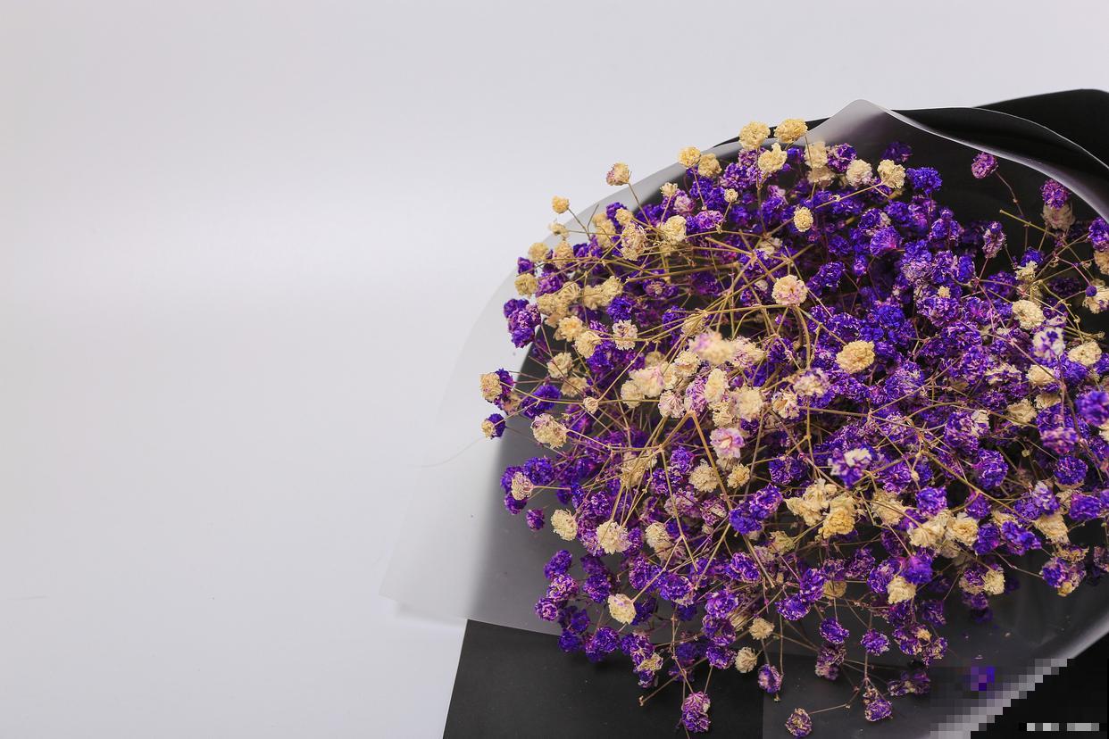 紫花满天星叶子干枯怎么办