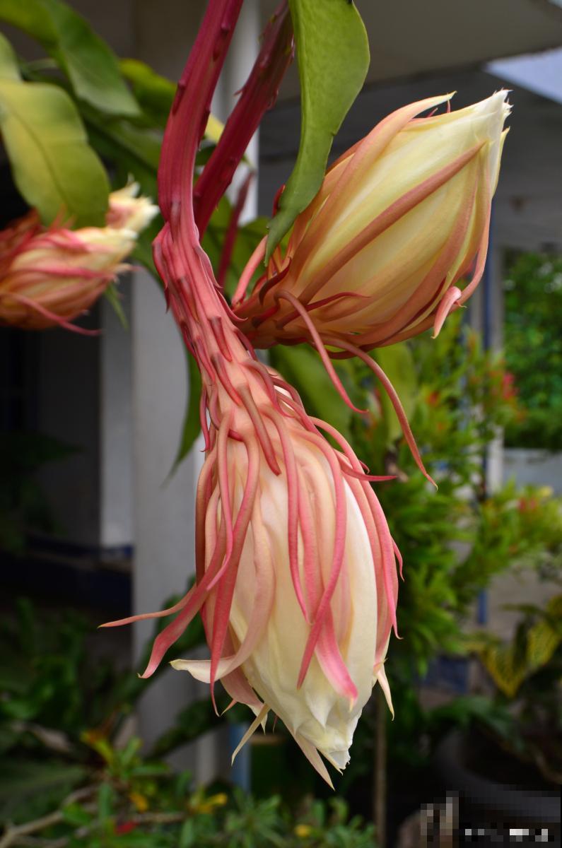 荷花令箭为什么不开花 荷花令箭为什么不开花