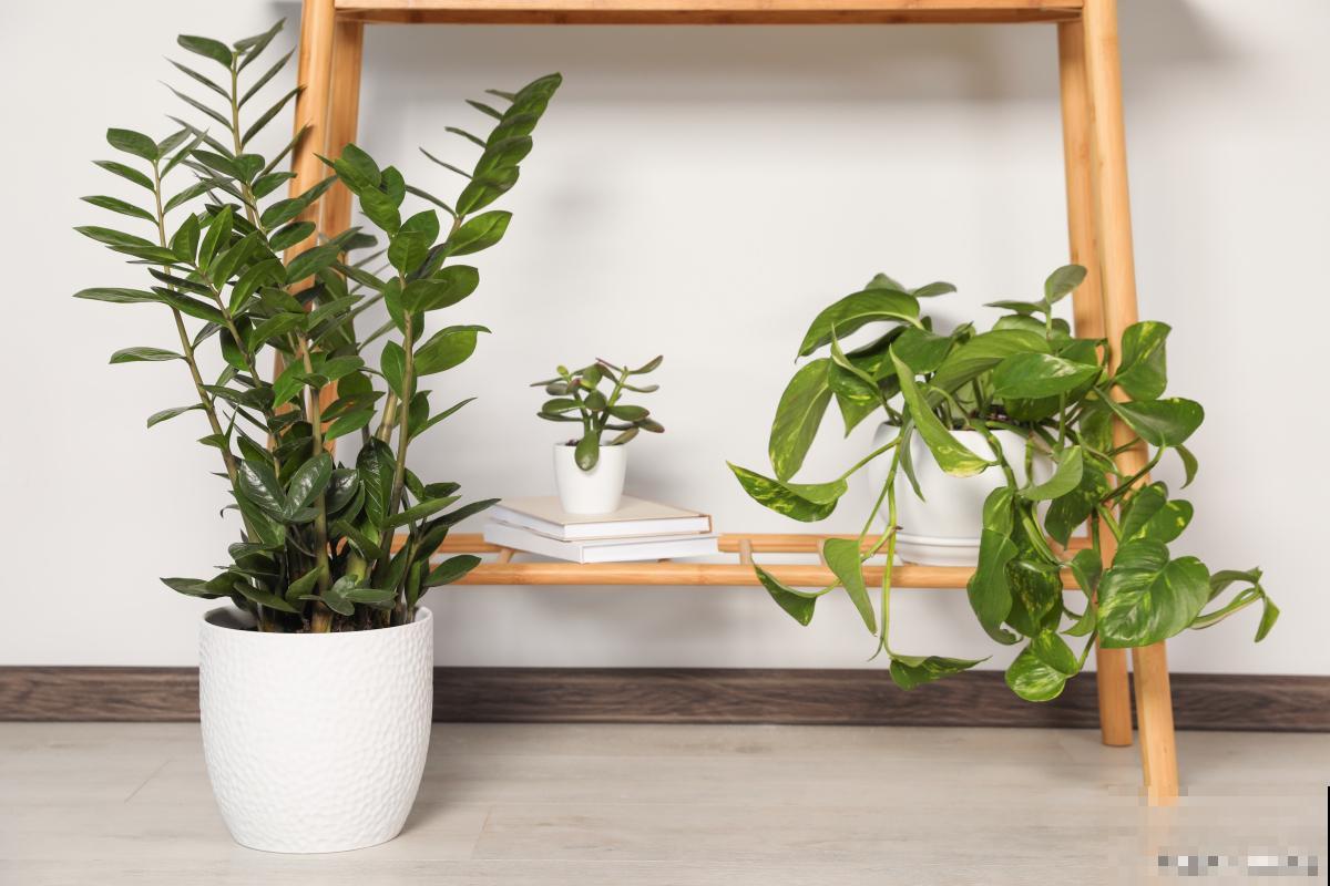 金钱树怎么养护与浇水 金钱树怎么养护与浇水