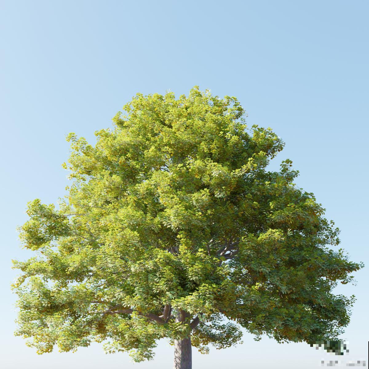 灌木和乔木的区别