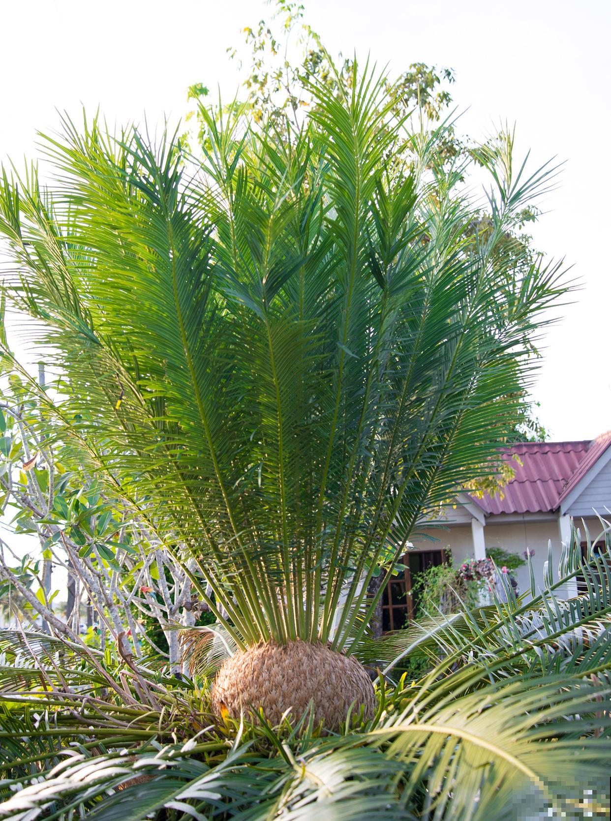 小铁树怎么养殖? 小铁树怎么养殖?