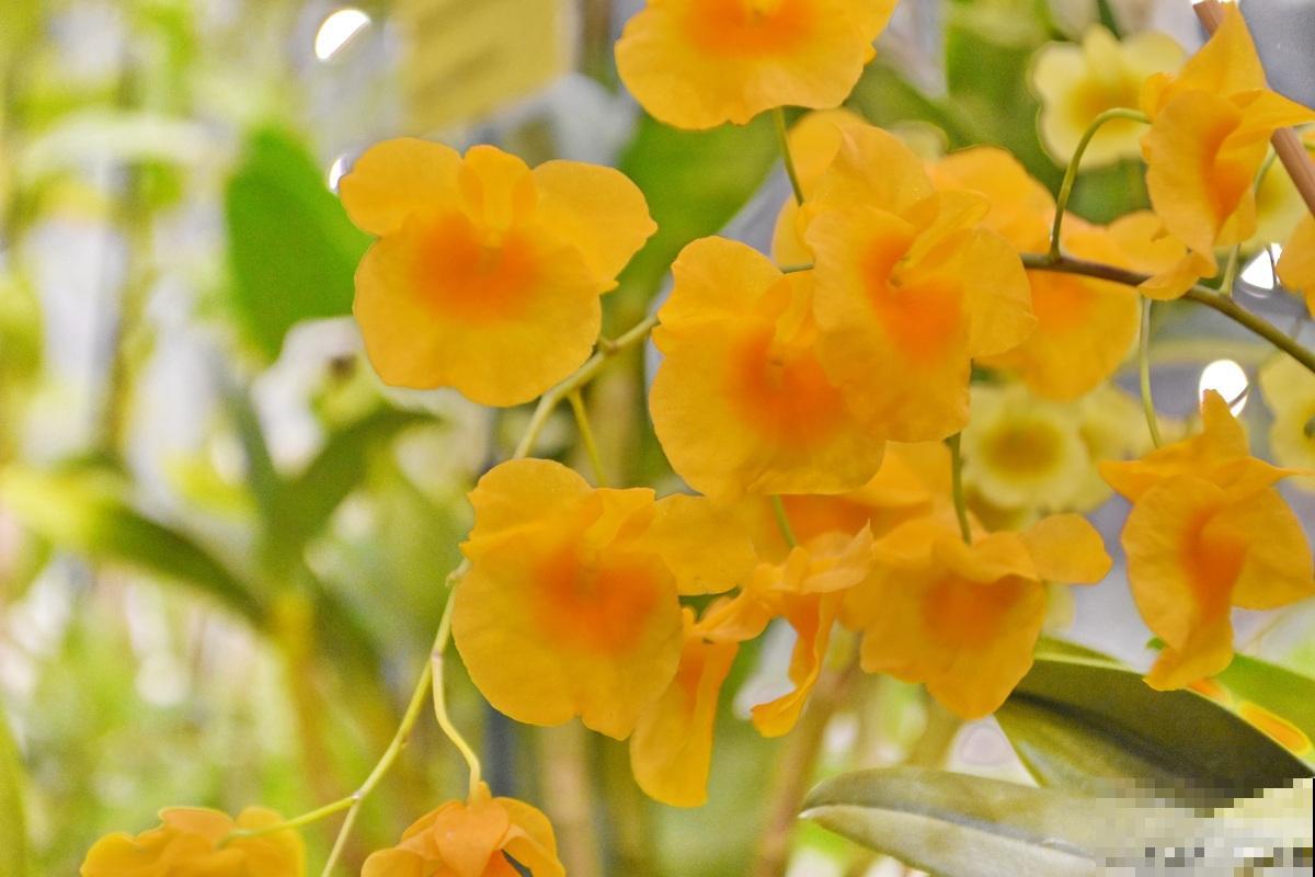 跳舞兰怎么养才能开花 跳舞兰怎么养才能开花