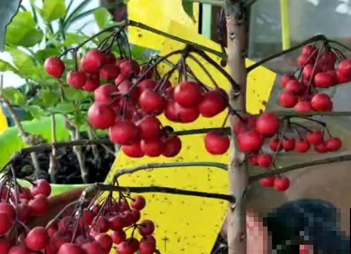 朱砂根不结果，主要和这3点有关，好好养护结果快